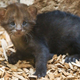 Illustration for article titled ZOMG BABY JAGUARUNDI!!!
